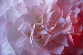 Samolepiaca fototapeta nežné ružové lupene