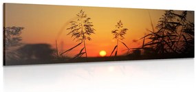 Obraz steblá trávy pri západe slnka