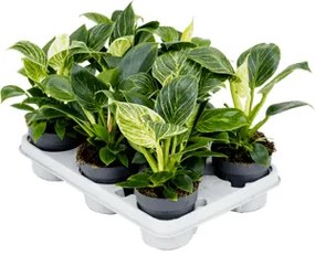 Philodendron white wave / Birkin 11x25 cm