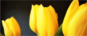Obraz tulipánov (120x50 cm)