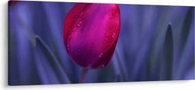 Obraz pupete tulipánu (120x50 cm)