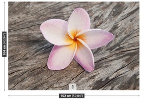 Fototapeta Vliesová Frangipani wood 250x104 cm