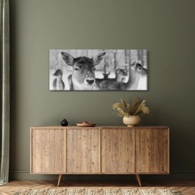 Obraz - Jelenča, čiernobiela (120x50 cm)