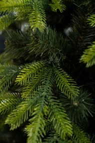 Limpol Kanadská borovica 2,20 m