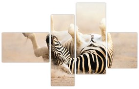 Obraz zebry