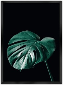 Plagát Dark Monstera