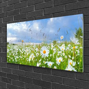 Obraz na skle Lúka sedmokrásky príroda 120x60 cm