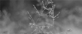 Obraz - Vidiecka lúka (120x50 cm)