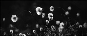 Obraz - Lúka s cottongrass N⁰1 (120x50 cm)