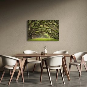 Obraz - Oaks Avenue, Charleston, Južná Karolína, USA (90x60 cm)