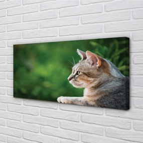 Obraz na plátne vyzerajúci mačka 120x60 cm