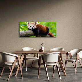 Obraz pandy červenej (120x50 cm)