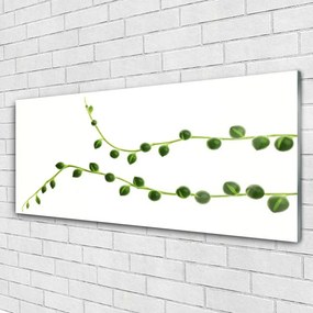 Obraz na akrylátovom skle Dekoratívne rastlina 125x50 cm