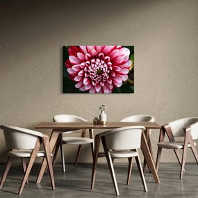 Obraz ružovej Dahlie (90x60 cm)