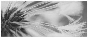 Obraz - Púpava (120x50 cm)