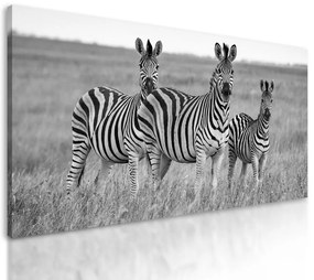 Obraz zebry na safari v čiernobielom prevedení