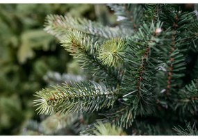 Limpol Jedľa Gumis 1,50 m