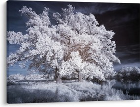 Obraz - Snehobiely strom (70x50 cm)