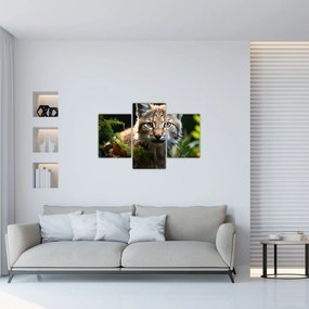 Obraz - Rys (90x60 cm)