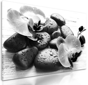 Obraz wellness kamene po daždi v čiernobielom prevedení