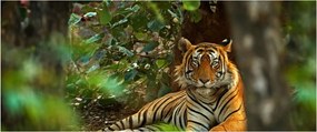 Obraz odpočívajúceho tigra (120x50 cm)