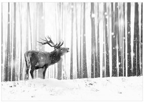 Artgeist Fototapeta - Deer in the Snow (Black and White) Veľkosť: 150x105, Verzia: Standard