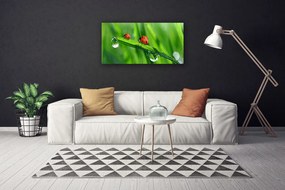 Obraz Canvas Lienka tráva kvapky 120x60 cm