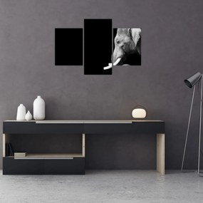 Obraz - Slon (90x60 cm)