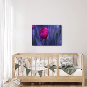 Obraz pupete tulipánu (70x50 cm)