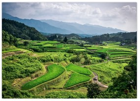Obraz ryžových polí (70x50 cm)