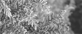 Obraz - Smrekový les (120x50 cm)