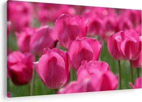 Obraz - Ružové tulipány (90x60 cm)