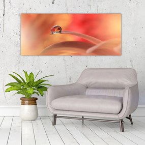 Obraz kvetinové kvapky rosy (120x50 cm)