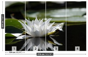 Fototapeta Vliesová Biely lotos 250x104 cm