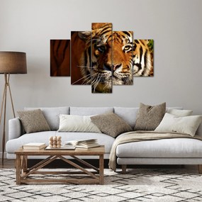 Obraz tigra (150x105 cm)