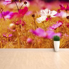 Fototapeta Vliesová Kozmos kvetina 152x104 cm