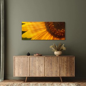 Obraz - Slnečnica (120x50 cm)