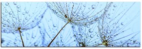 Obraz na plátne - Pampeliškové semienka s kvapkami vody - panoráma 5202A (120x45 cm)