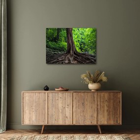 Obraz - Starý strom s koreňmi (70x50 cm)
