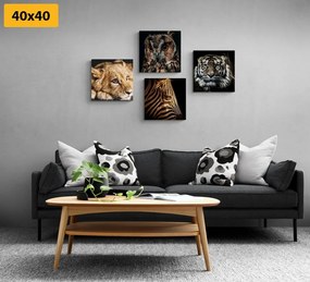 Set obrazov divoké zvieratá - 4x 60x60