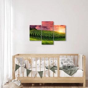 Obraz vinice s farebným nebom (90x60 cm)