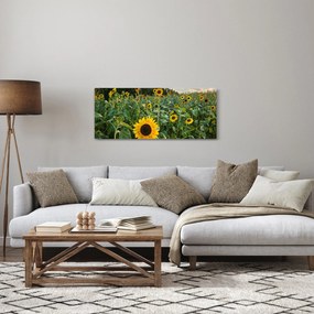 Obraz - Slnečnicové pole II. (120x50 cm)
