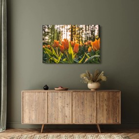 Obraz - oranžové tulipány (90x60 cm)