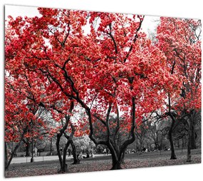 Sklenený obraz - Červené stromy, Central Park, New York (70x50 cm)