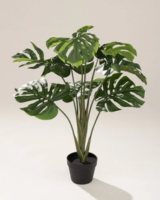 Monstera Mini v kvetináči 90 cm