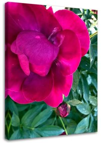 Obraz na plátně, Pivoňka růžový květ - 70x100 cm