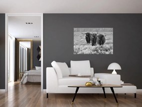 Obraz - Škótske kravy (90x60 cm)