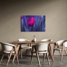 Obraz pupete tulipánu (90x60 cm)