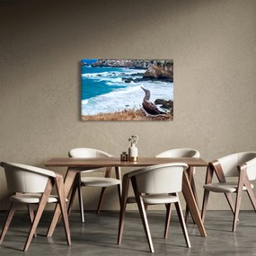 Obraz - Sula modronohá (90x60 cm)