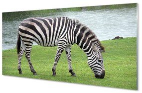 Obraz na akrylátovom skle Zebra 125x50 cm